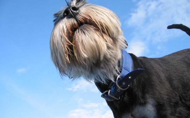 Close-up photo of a dog from below with blue sky above in the background