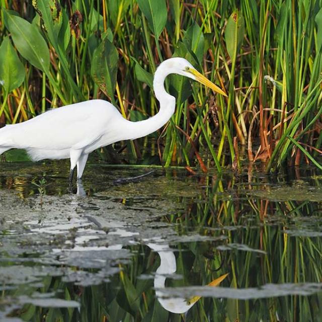 Photo of an egret standing in the water with plants in the background